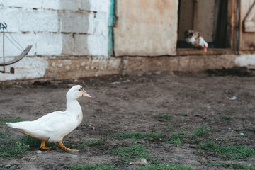 white duck walks on the farm