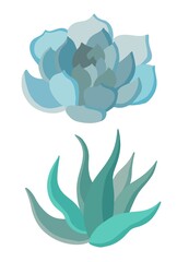 Succulent plant isolated on the white background. Vector illustration