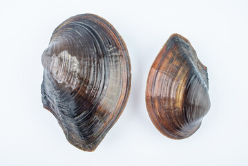A fresh mussel on a white background