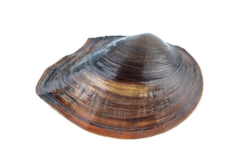 A fresh mussel on a white background