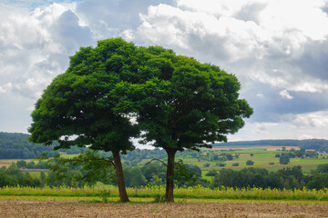 Fototapeta na wymiar Baum in fränkischer Landschaft
