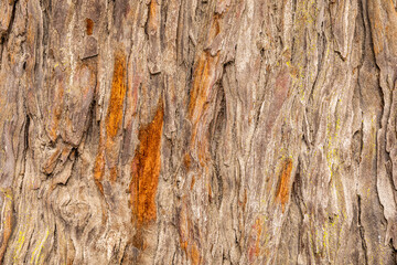 Background of rough texture of old tree bark with scratch.