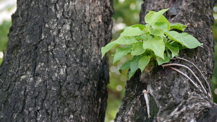 new leaves of tree