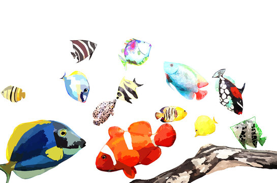 熱帯魚 の画像 97 222 件の Stock 写真 ベクターおよびビデオ Adobe Stock