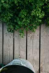 Garden detail in aerial view with bark compost
