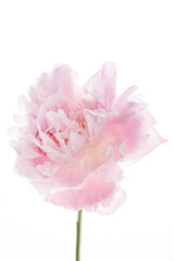 pink peony on the white background