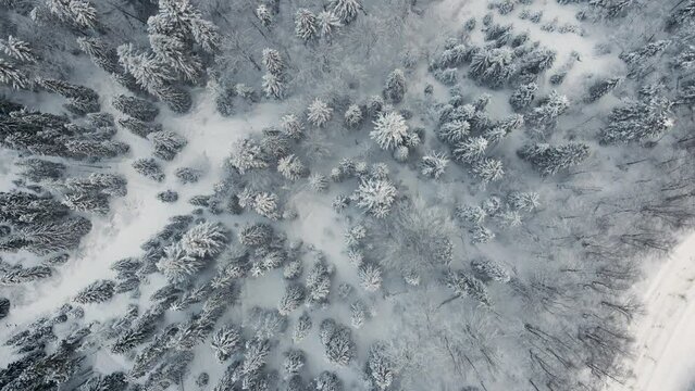 Snow Frosted Trees in Beautiful Ukraine Mountains - Aerial Top Down View