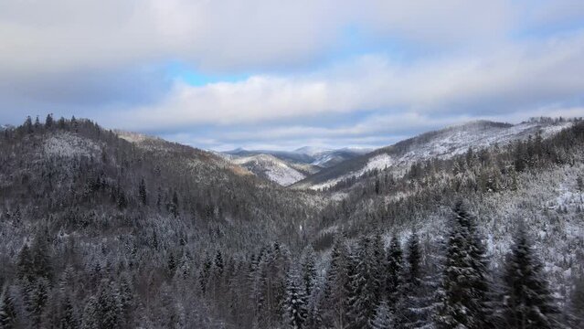 Picturesque Aerial of Undisturbed Ukraine Forest in Snowy Mountains