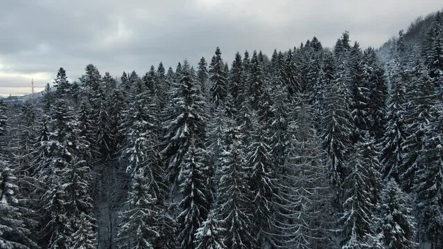 Serene, Peaceful Scene of a Snowy Forest in Ukraine Mountains - Aerial