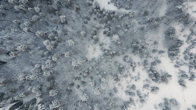 Aerial Bird's Eye View of Magical Winter Wonderland of a Snowy Forest