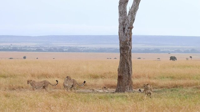 Group of Cheetahs in the Savanna Massai Mara, Kenia