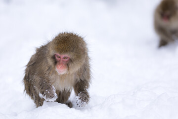Monkey in the snow