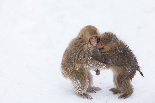 雪猿 Images – Browse 587 Stock Photos, Vectors, and Video | Adobe