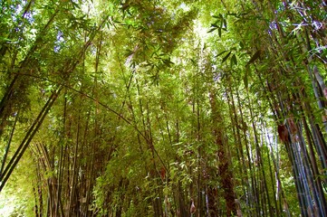 Fototapeta na wymiar bamboo forest Morocco