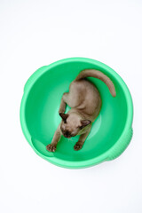 brown burmese cat playing in a green plastic basin on a white background