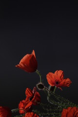 Bouquet of red poppies set against a black background