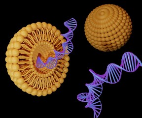 Encapsulation of the DNA within liposomes would be useful for practical gene therapy