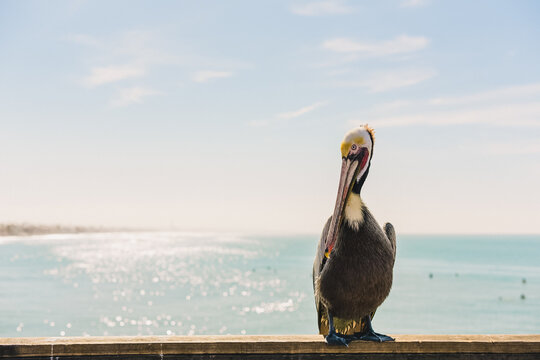 pelican on the pier