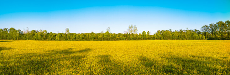 Panoramic view of field of yellow wildflowers in spring at sunset in Midwest; trees  and blue sky...