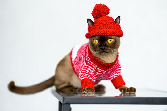 Burmese cat is dressed in knitted warm clothes, sweater, hat, scarf