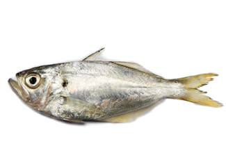 selective focus of fresh White Fish,False Trevally isolated on a white background.