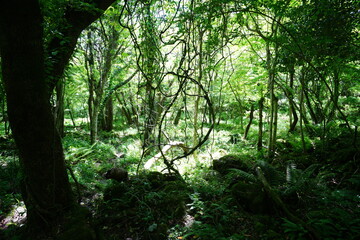 thick wild forest with vines and moss