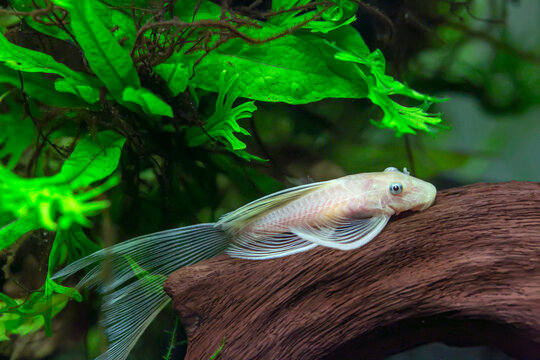 Albino Sailfin Plecostomus - Pterygoplichthys gibbiceps