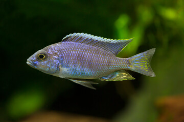 Azureus cichlid - Copadichromis azureus