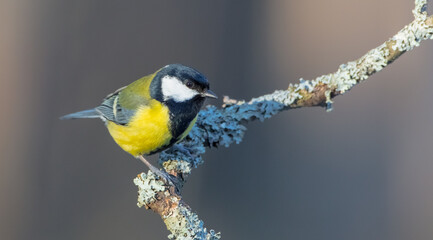Great tit - Parus major - in winter at a wet forest