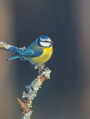Eurasian Blue Tit - Cyanistes caeruleus - at a wet forest  in winter