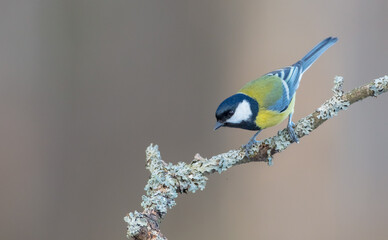 Great tit - Parus major - in winter at a wet forest