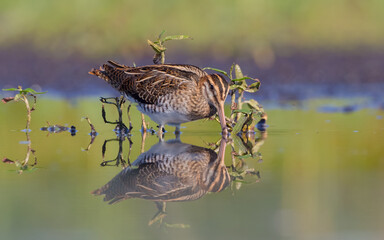 Fototapeta premium Common snipe - Gallinago gallinago - feeding at a wetland in summer