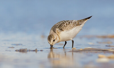Sanderling - Calidris alba - at the sea shore on autumn migration way