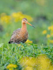 The black-tailed godwit - Limosa limosa - adult bird at a wet fields in late spring