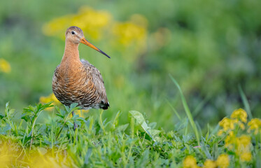 The black-tailed godwit - Limosa limosa - adult bird at a wet fields in late spring