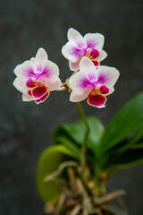 pink orchids flowers on dark. Soft focus. Floristic colorful abstract  background