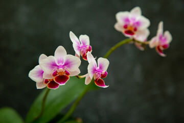 Fototapeta na wymiar pink orchids flowers on dark. Soft focus. Floristic colorful abstract background