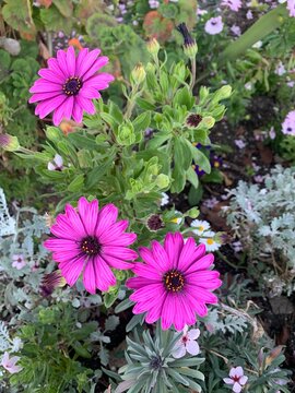 Three pink flowers in a garden