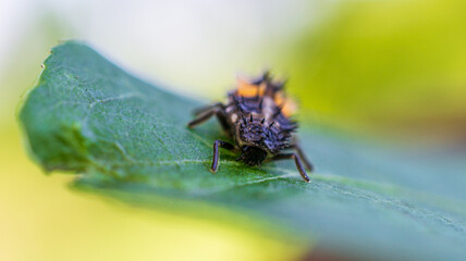 ladybug larva