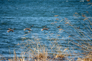 湖北水鳥公園　冬の渡り鳥　滋賀県長浜市