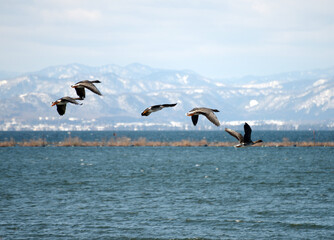 湖北水鳥公園　冬の渡り鳥　滋賀県長浜市