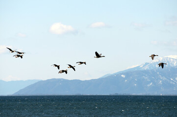 湖北水鳥公園　冬の渡り鳥　滋賀県長浜市