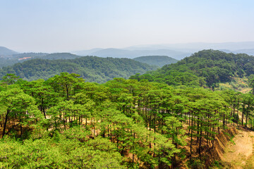 Fototapeta na wymiar Aerial view of evergreen pine woods around Da Lat, Vietnam