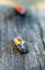 ladybug larva