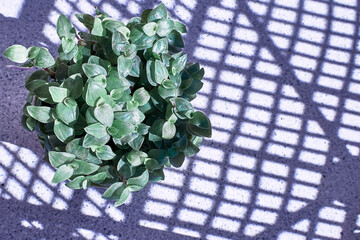 Little cute creeping plant callisia repens in the pot on light lilac pastel background with shadows. Minimalist evergreen houseplant.