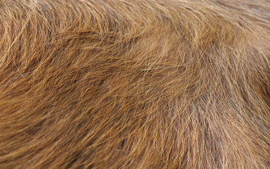 Cow fur close up. Close-up of a cow's wool