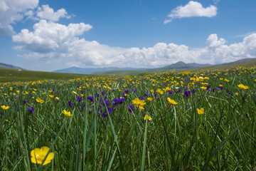 Beautiful blooming flowers with mountains and cloudy sky on background. Spring on Assy plateau.