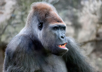 Naklejka premium Portrait of an adult dominant male gorilla who looks away.