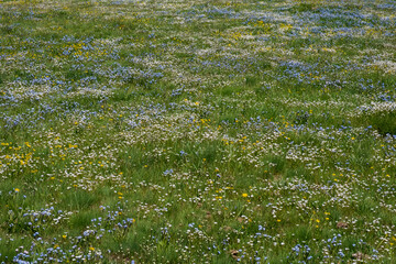 Beautiful blooming flowers with mountains and cloudy sky on background. Spring on Assy plateau.