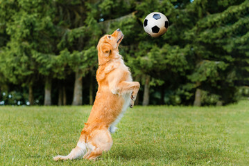 Soccer player golden dog retriever play a soccer ball on the grass, meadow at the summer park...